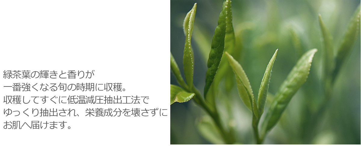 緑茶葉の輝きと香りが一番強くなる旬の時期に収穫。収穫してすぐに低温減圧抽出工法でゆっくり抽出され、栄養成分を壊さずにお肌へ届けます。