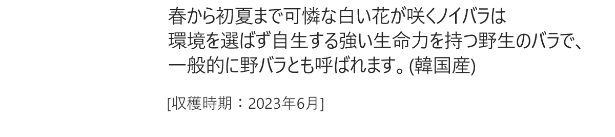 春から初夏まで可憐な白い花が咲くノイバラは環境を選ばず自生する強い生命力を持つ野生のバラで、一般的に野バラとも呼ばれます。