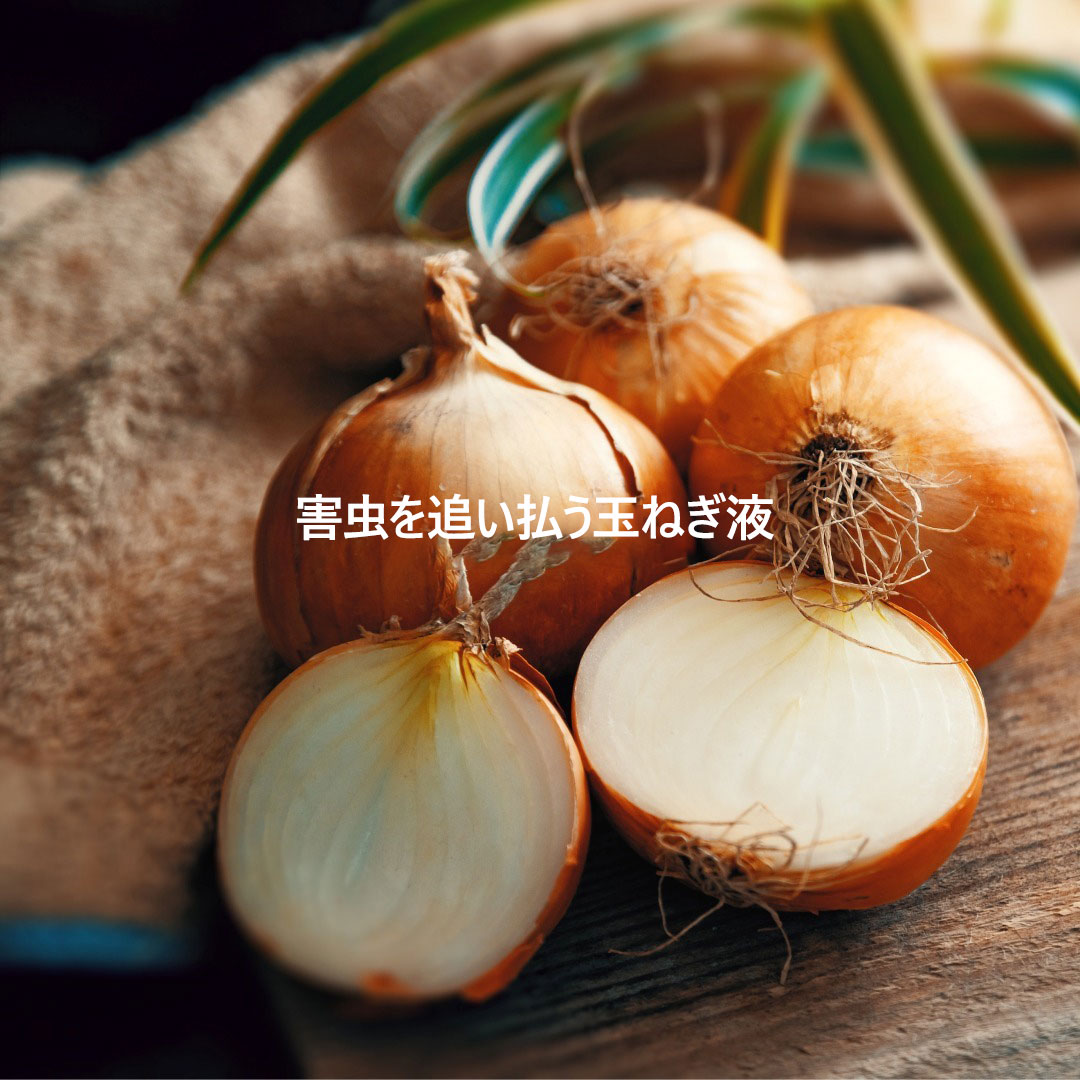 オミジャ（五味子）とは | SIORIS シオリス 日本公式サイト